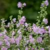 Mauve musquée Rosea - Un nuage rose tout l'été