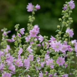Mauve musquée Rosea - Un nuage rose tout l'été