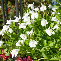 Mazus rampant blanc - Un tapis fleuri sans effort