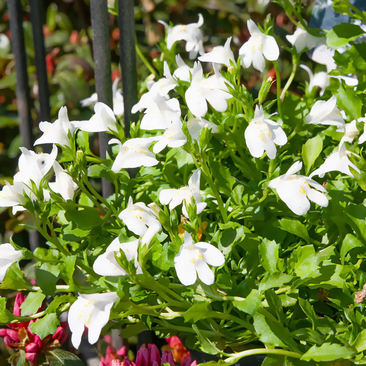 Mazus rampant blanc - Un tapis fleuri sans effort
