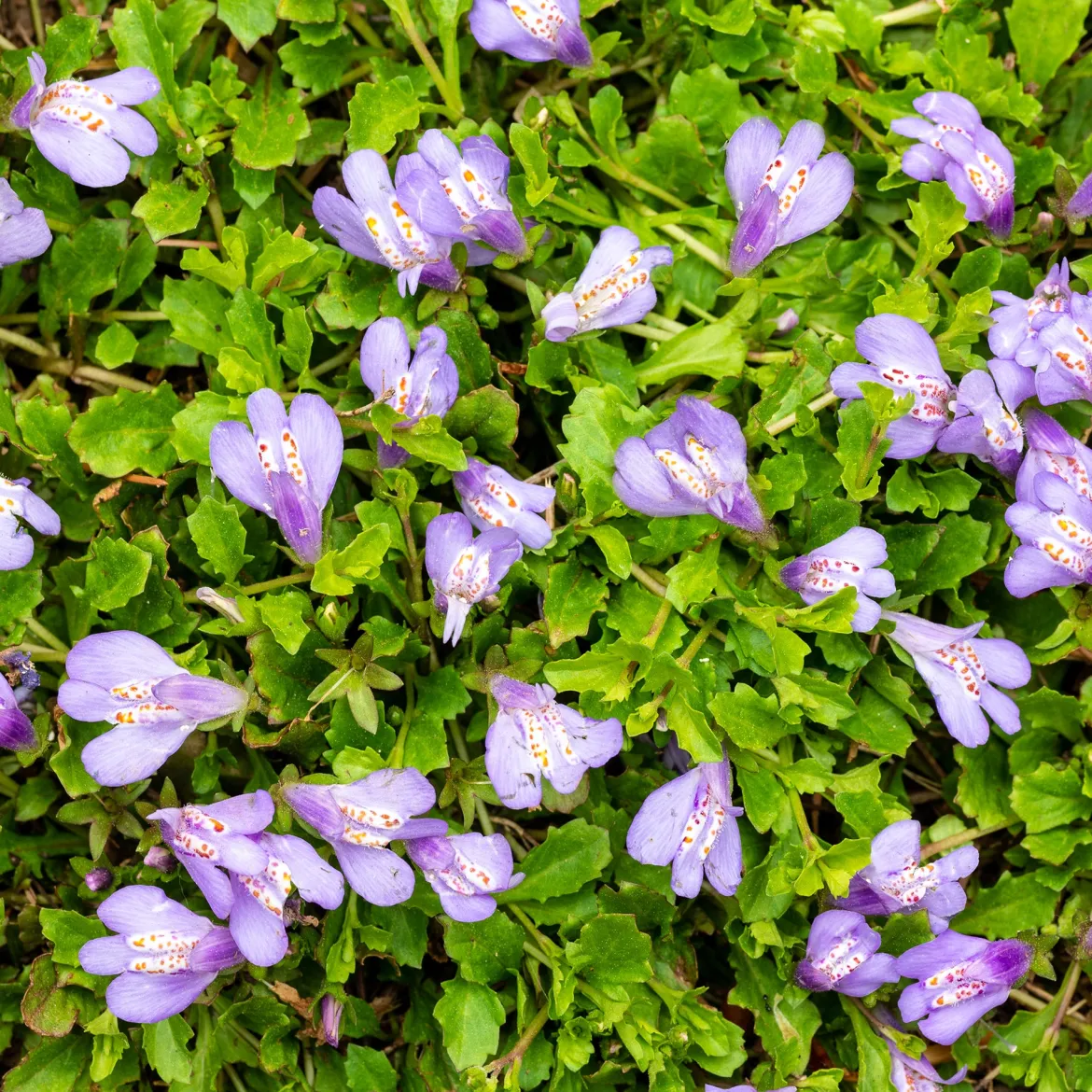 Mazus reptans Blue - Un tapis fleuri en un été