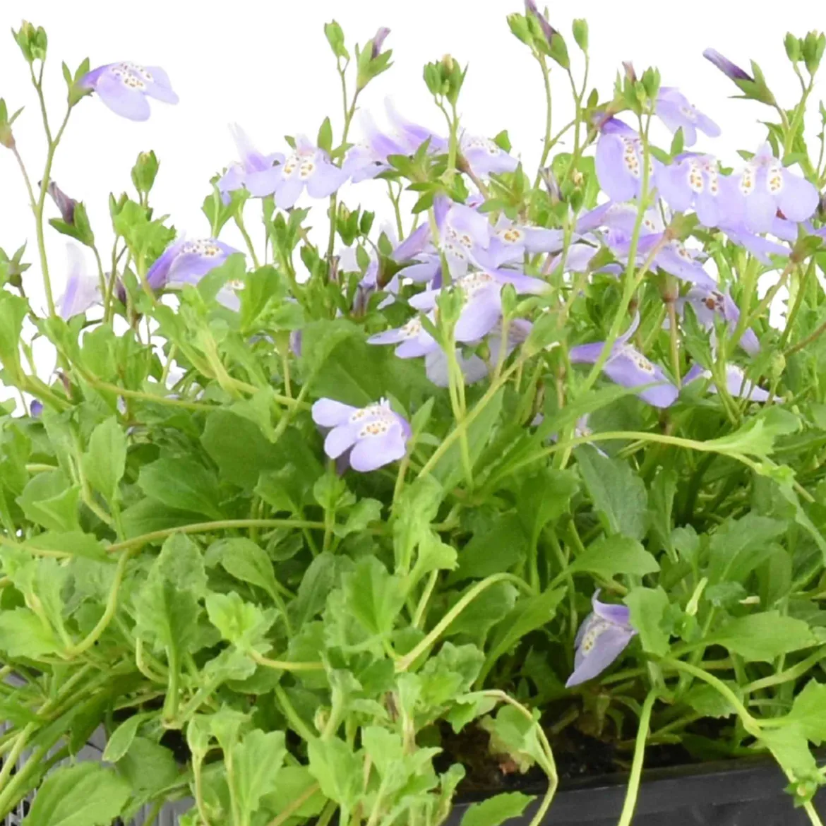 Mazus reptans Blue - Un tapis fleuri en un été