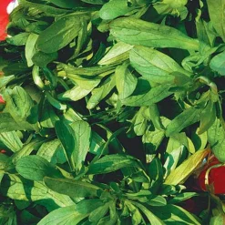 Mâche à grosses graines Bio - Salade fraîche tout l'hiver