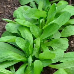 Mâche à grosses graines Bio - Salade fraîche tout l'hiver