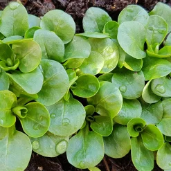 Mâche Verte à coeur plein 2 - Salades fraîches tout l'hiver