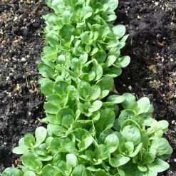 Mâche Verte à coeur plein 2 - Salades fraîches tout l'hiver