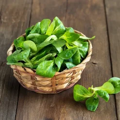 Mâche Verte d'Etampes - Idéale pour illuminer vos assiettes