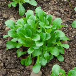 Mâche Verte d'Etampes - Idéale pour illuminer vos assiettes