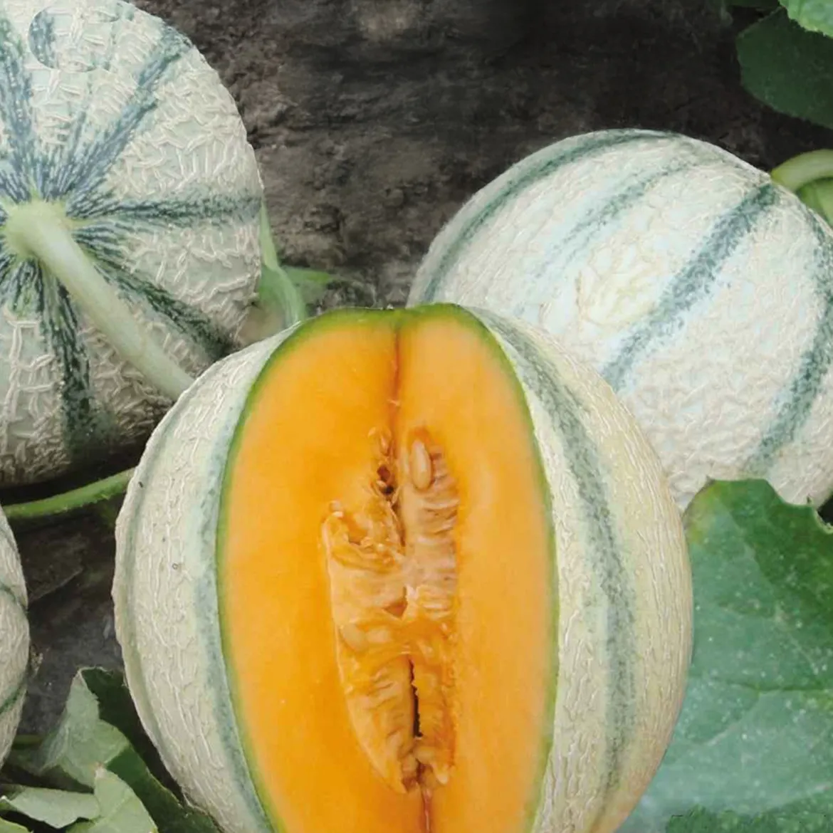 Melon charentais Artemi's F1 - Le melon sucré maison