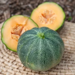 Melon Petit Gris de Rennes - Petit melon, grand parfum