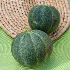 Melon Petit Gris de Rennes - Petit melon, grand parfum