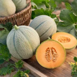 Melon Stellio F1 - Melons sucrés faits maison