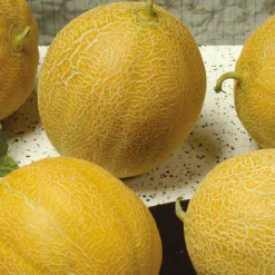 Melon sucrin Outdoor Wonder F1 - Melon sucré même sous nos climats