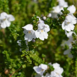 Menthe australienne - Feuillage parfumé au moindre frôlement
