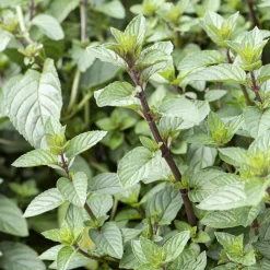 Menthe chocolat - Le parfum cacao au jardin