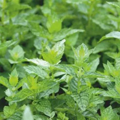 Menthe Crepue - Fraîcheur douce toute la saison