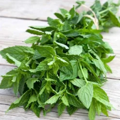 Menthe Crepue - Fraîcheur douce toute la saison