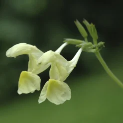 Menthe des chats - Fleurs jaunes tout l'été