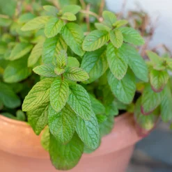 Menthe marocaine 'Maroccan' - Le thé à la menthe maison