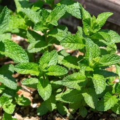 Menthe marocaine 'Maroccan' - Le thé à la menthe maison