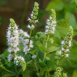 Menthe marocaine 'Maroccan' - Le thé à la menthe maison