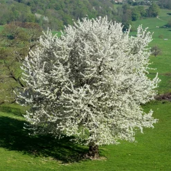 Merisier des oiseaux - Fleurs blanches et cerises rouges