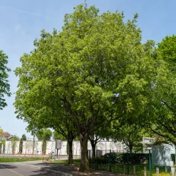 Micocoulier de Provence - L'arbre d'ombre du Sud