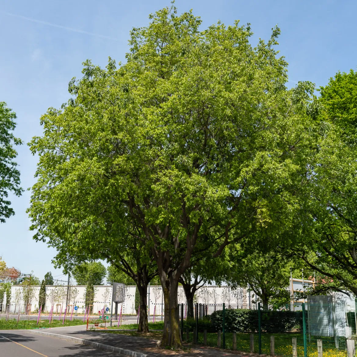 Micocoulier de Provence - L'arbre d'ombre du Sud