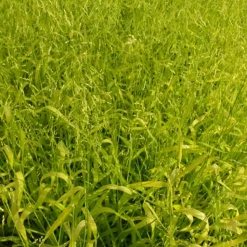 Milium effusum Aureum - La graminée qui éclaire l'ombre