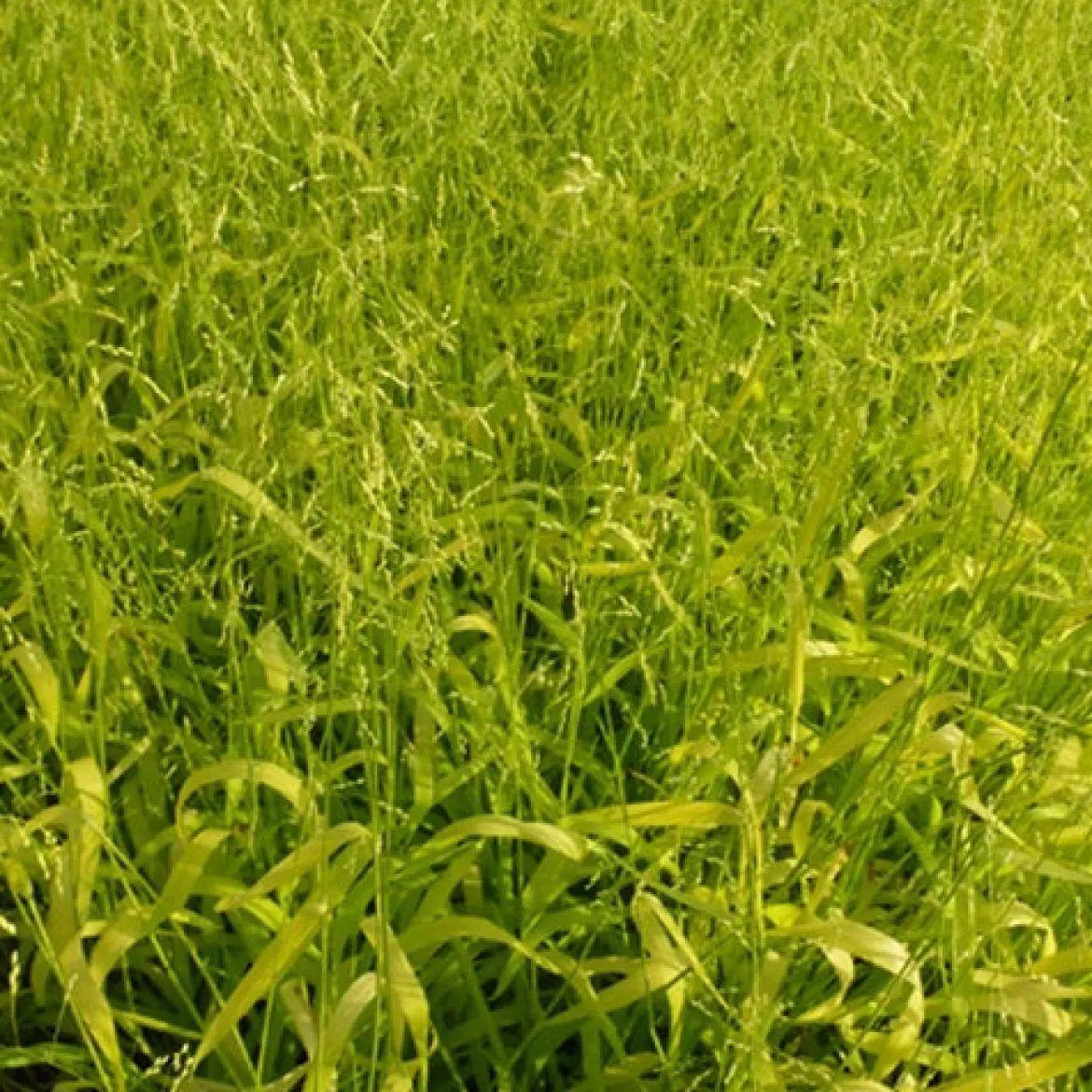 Milium effusum Aureum - La graminée qui éclaire l'ombre