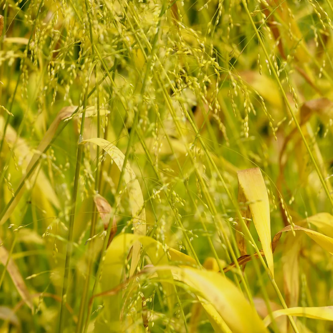 Milium effusum Aureum - La graminée qui éclaire l'ombre