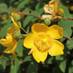 Millepertuis arbustif - Fleurs jaunes tout l'été