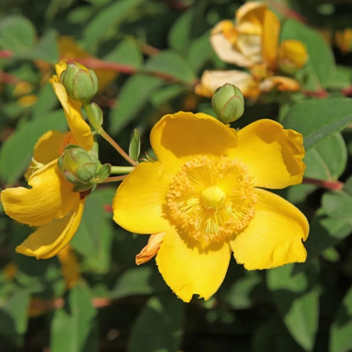 Millepertuis arbustif - Fleurs jaunes tout l'été