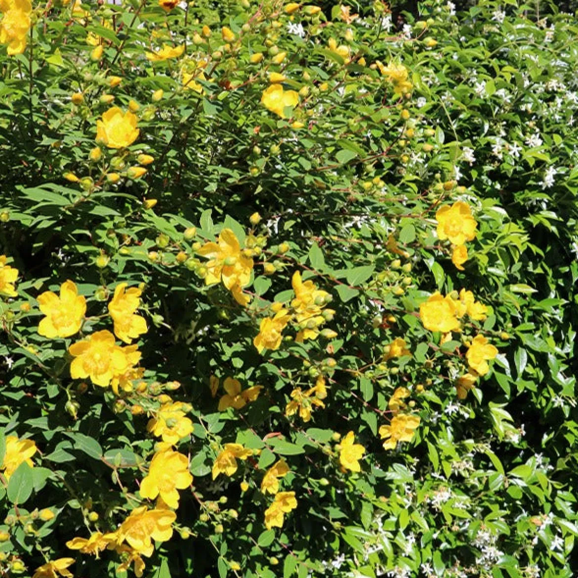 Millepertuis arbustif - Fleurs jaunes tout l'été