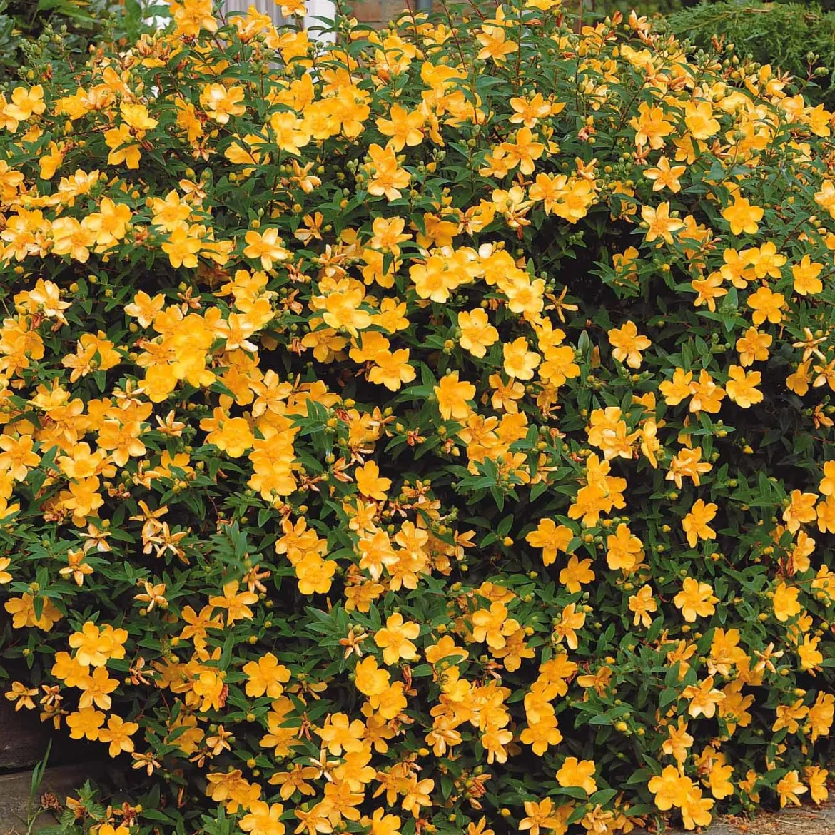 Millepertuis arbustif - Fleurs jaunes tout l'été