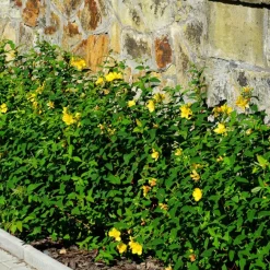 Millepertuis arbustif - Fleurs jaunes tout l'été