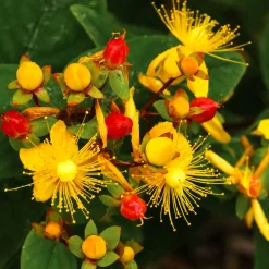 Millepertuis Miracle Wonder - Du jaune tout l'été