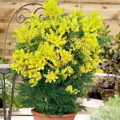 Mimosa d'hiver - Le soleil en plein hiver