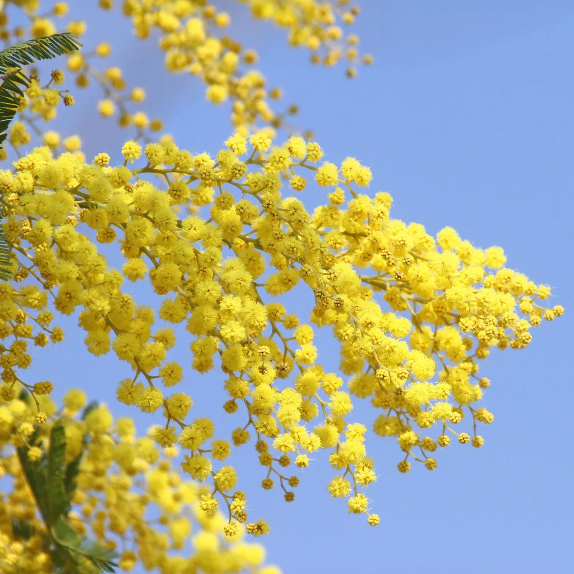 Mimosa d'hiver - Le soleil en plein hiver