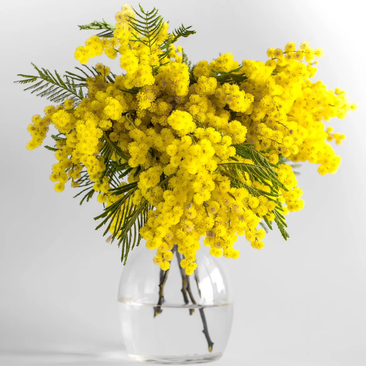 Mimosa d'hiver - Le soleil en plein hiver