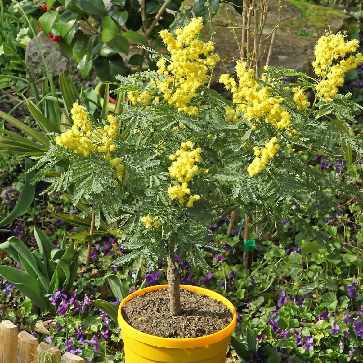 Mimosa d'hiver - Le soleil en plein hiver