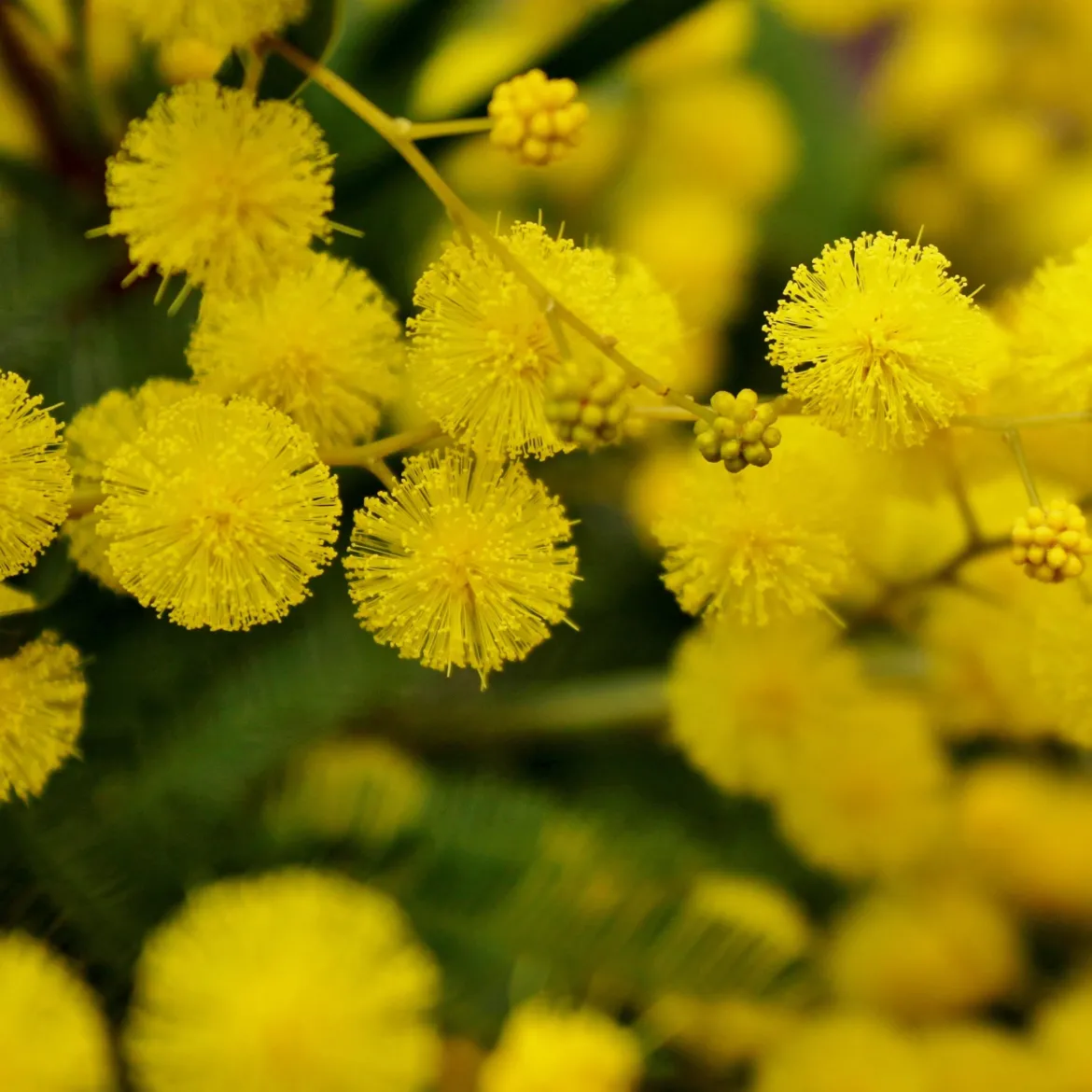 Mimosa d'hiver - Le soleil en plein hiver