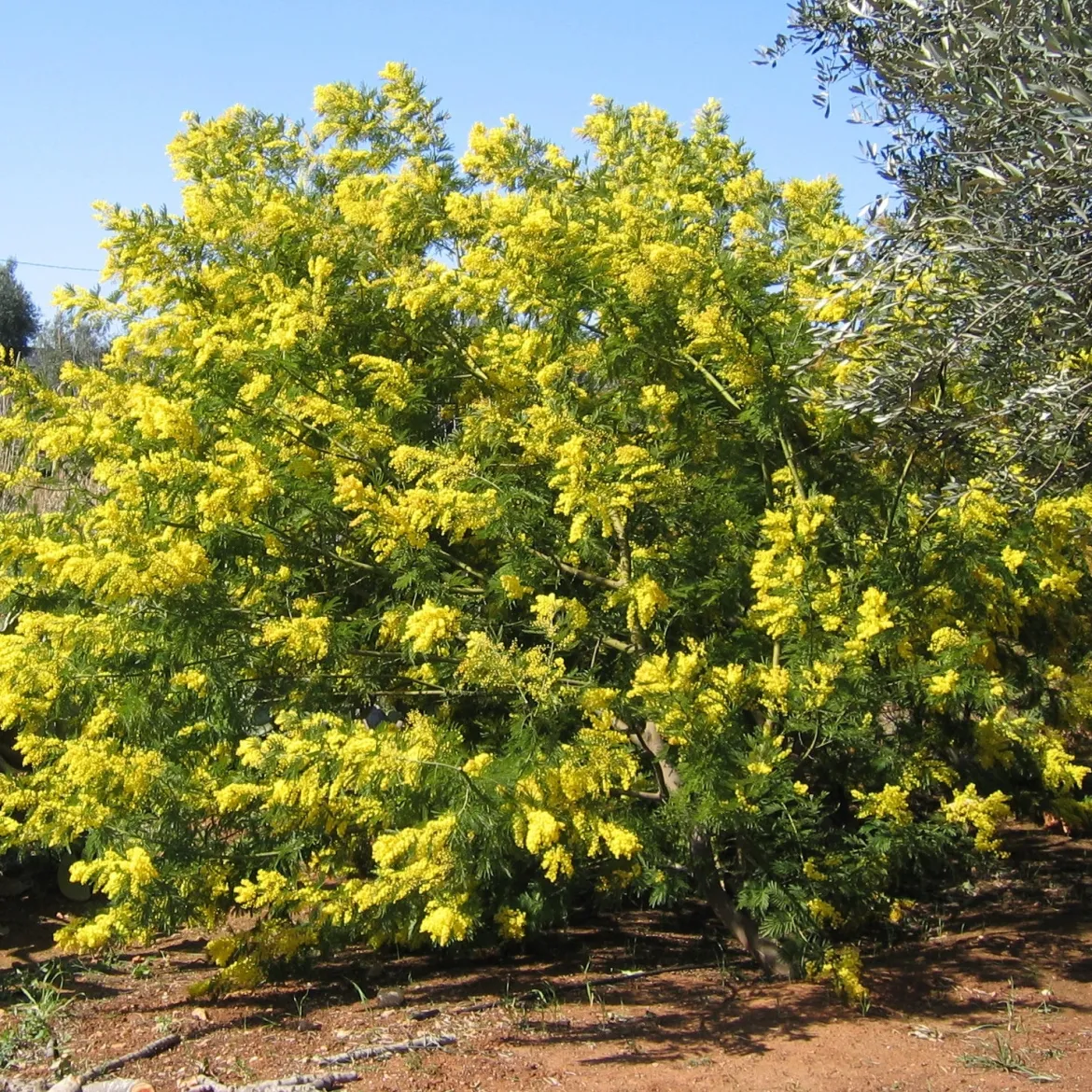 Mimosa d'hiver - Le soleil en plein hiver
