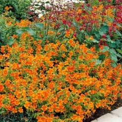 5 Mimulus Orange Glow - Un tapis orange en un été