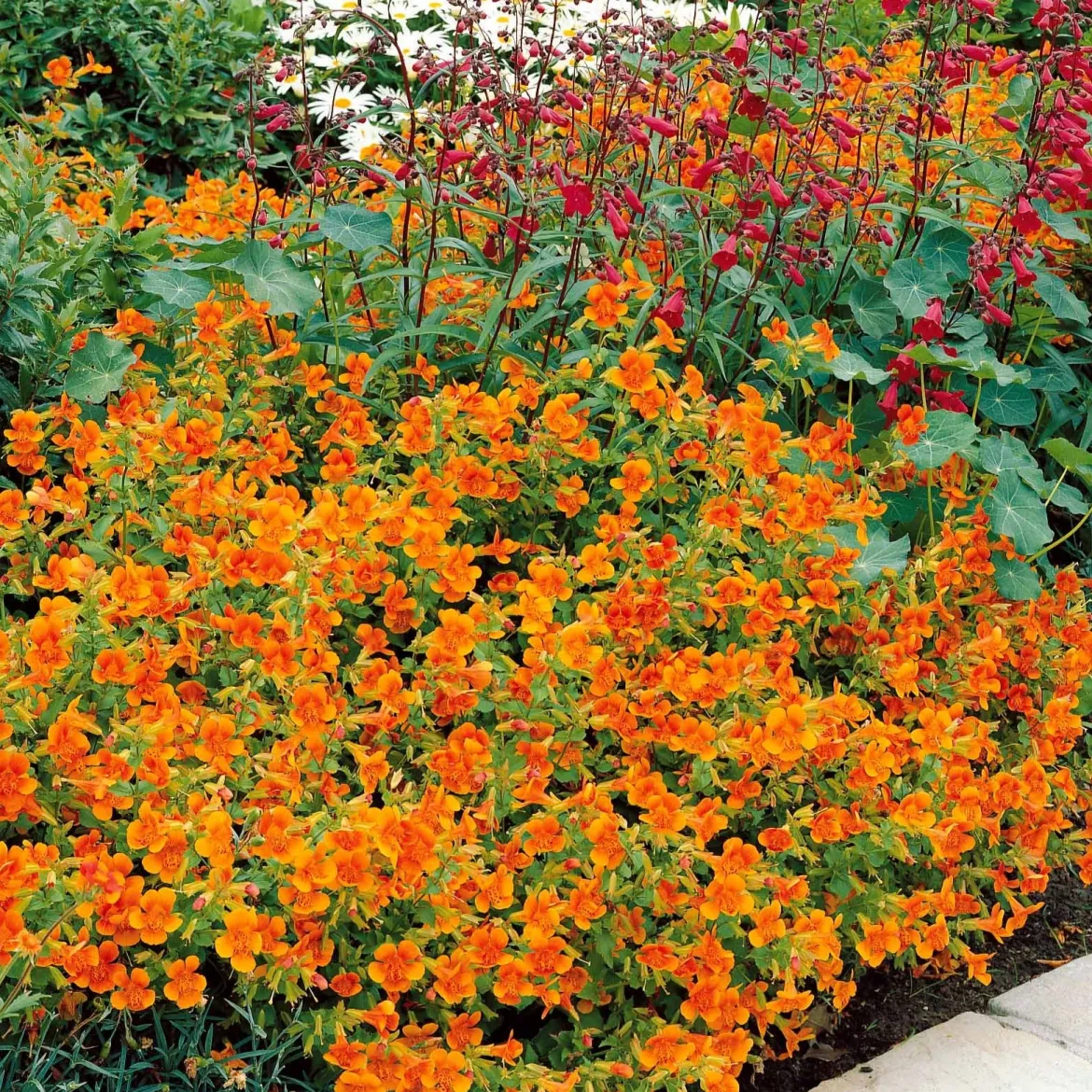 5 Mimulus Orange Glow - Un tapis orange en un été
