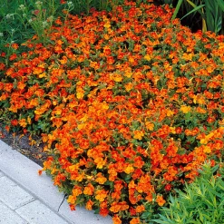 5 Mimulus Orange Glow - Un tapis orange en un été
