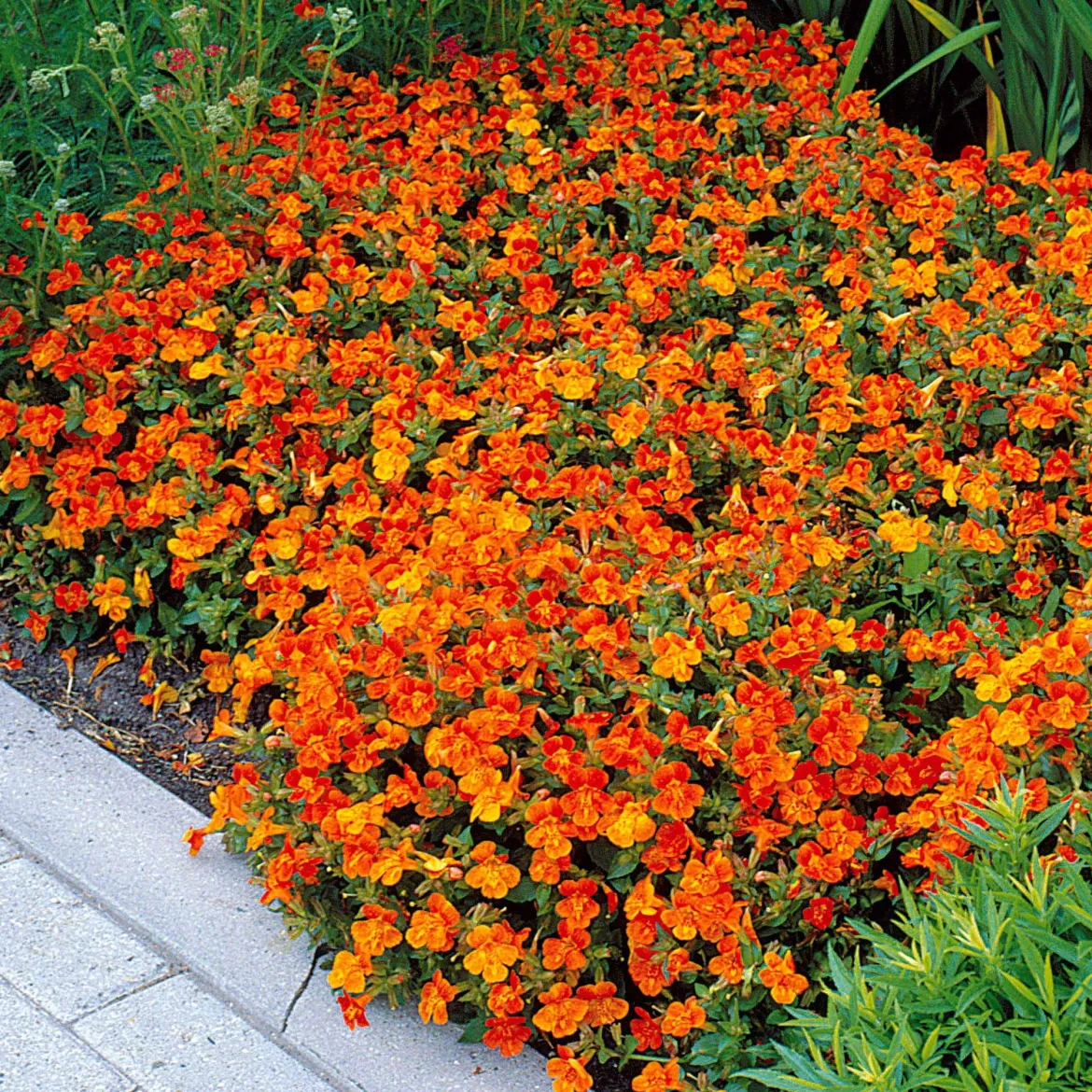 5 Mimulus Orange Glow - Un tapis orange en un été