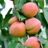 Mini-abricotier - Vos abricots sur le balcon