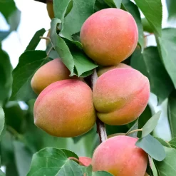 Mini-abricotier - Vos abricots sur le balcon