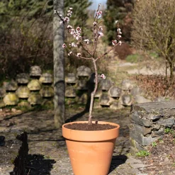Mini-abricotier - Vos abricots sur le balcon